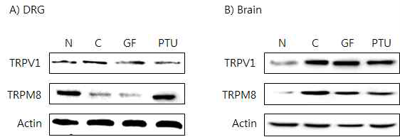갑상선기능항진증(Hypo-) 흰쥐모델에서 한성약인 치자추출물(GF)의 DRG와 뇌 조직에서 온도감수성 일시적 전위통로(TRP) 단밸질 변화에 대한 효능 평가(Western blot)