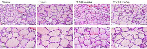 갑상선기능항진증(Hyper-) 흰쥐모델에서 한성약인 연교추출물(FF)의 갑상선 조직 변화(H&E stain)에 대한 효능평가
