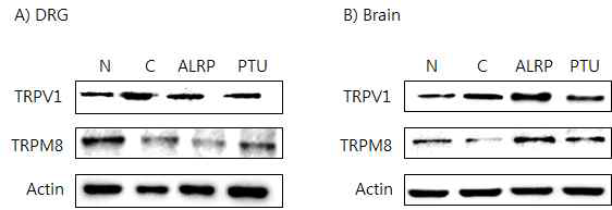 갑상선기능항진증(Hyper-) 흰쥐모델에서 열성약인 포부자추출물(ALRP)의 DRG와 뇌 조직에서 온도감수성 일시적 전위통로(TRP) 단밸질 변화에 대한 효능 평가 (Western blot)