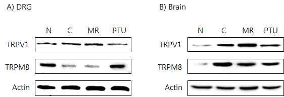 갑상선기능항진증(Hyper-) 흰쥐모델에서 열성약인 파극천추출물(MR)의 DRG와 뇌 조직에서 온도감수성 일시적 전위통로(TRP) 단밸질 변화에 대한 효능 평가 (Western blot)