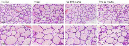 갑상선기능항진증(Hyper-) 흰쥐모델에서 열성약인 육계추출물(CC)의 갑상선 조직 변화(H&E stain)에 대한 효능평가