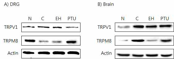 갑상선기능항진증(Hyper-) 흰쥐모델에서 열성약인 음양곽추출물(EH)의 DRG와 뇌 조직에서 온도감수성 일시적 전위통로(TRP) 단밸질 변화에 대한 효능 평가(Western blot)