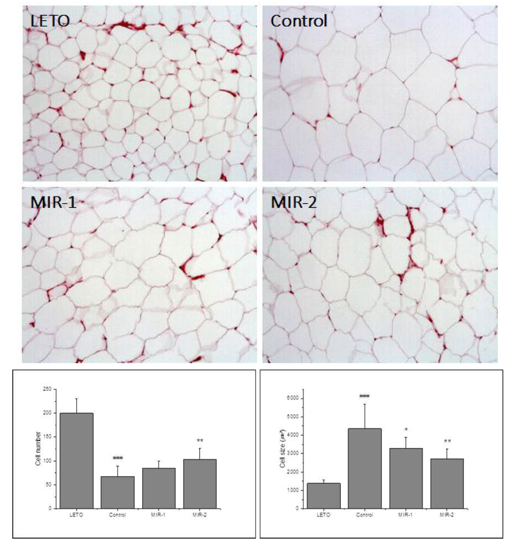 Histology of inguinal subcutaneous adipose tissue in OLETF rats