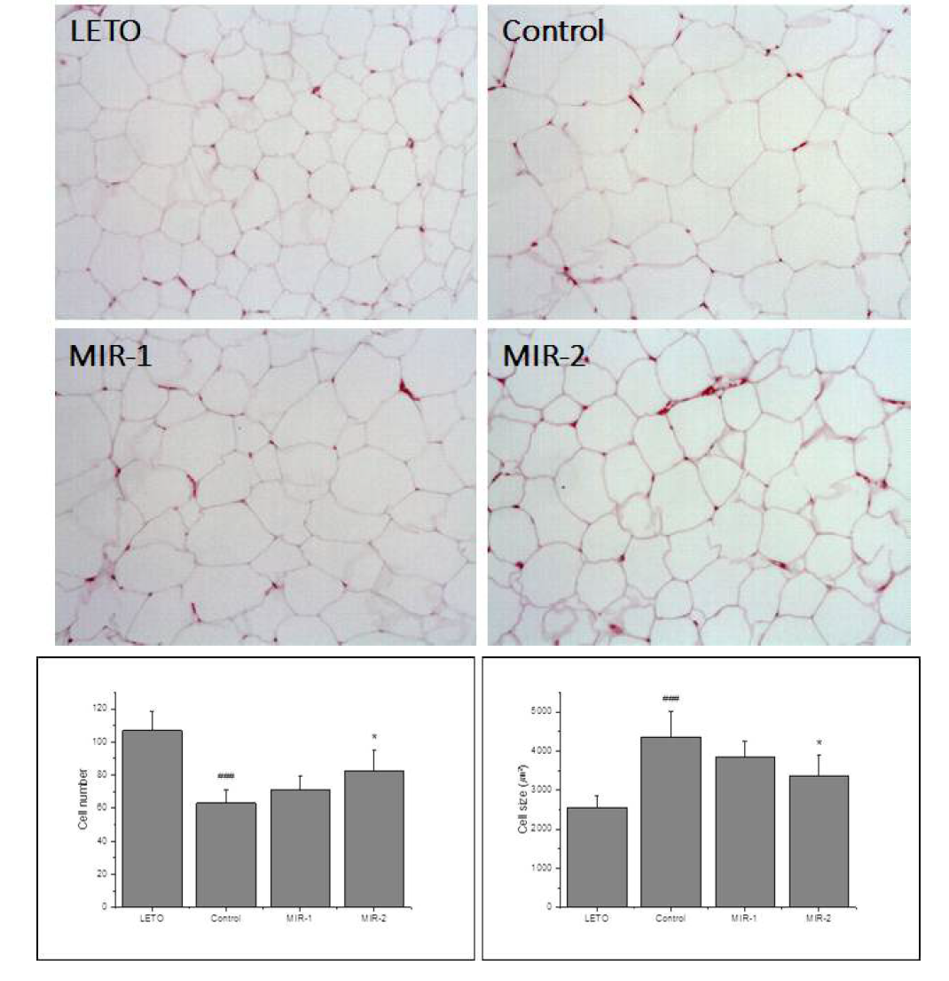 Histology of epididymal white adipose tissue in OLETF rats