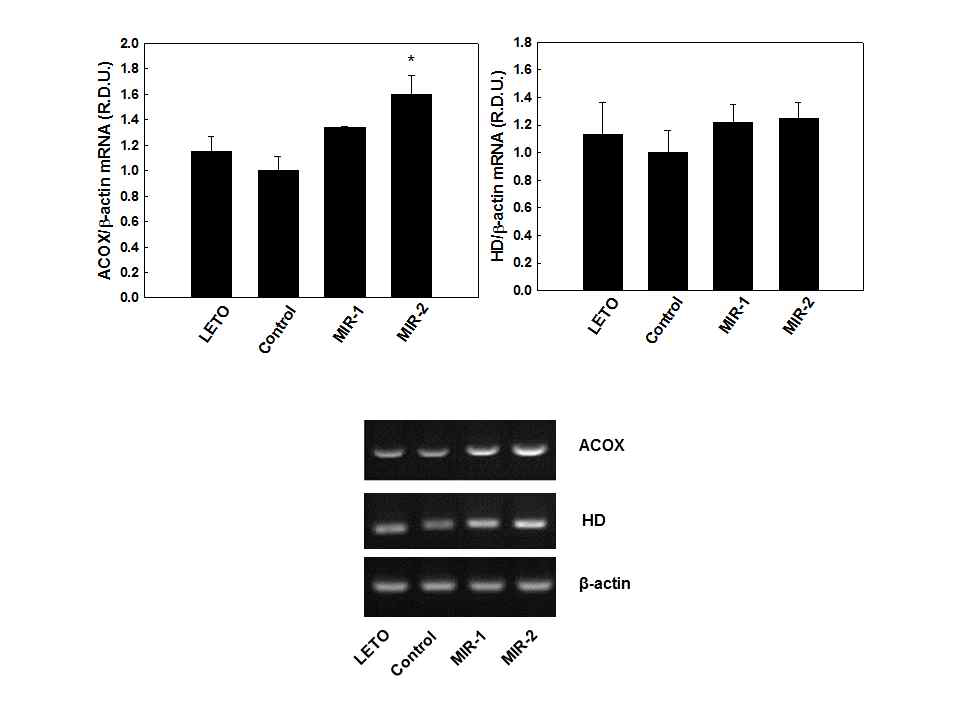 Effects of MIR on mRNA levels of genes involved in liver peroxisomal fatty acid oxidation in OLETF rats