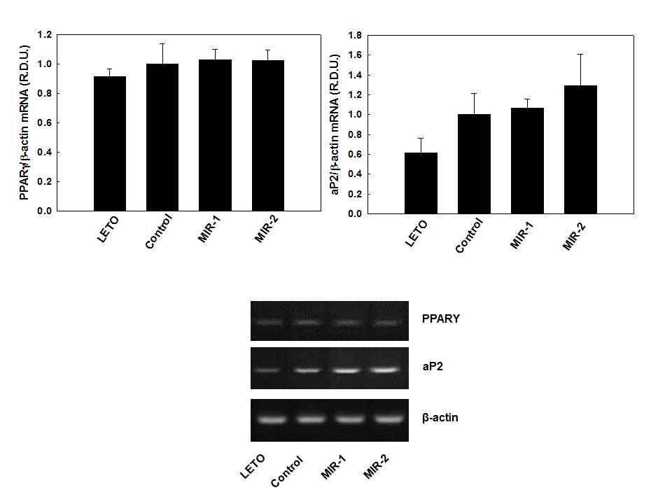 Effects of MIR on mRNA levels of genes involved in liver lipogenesis in OLETF rats