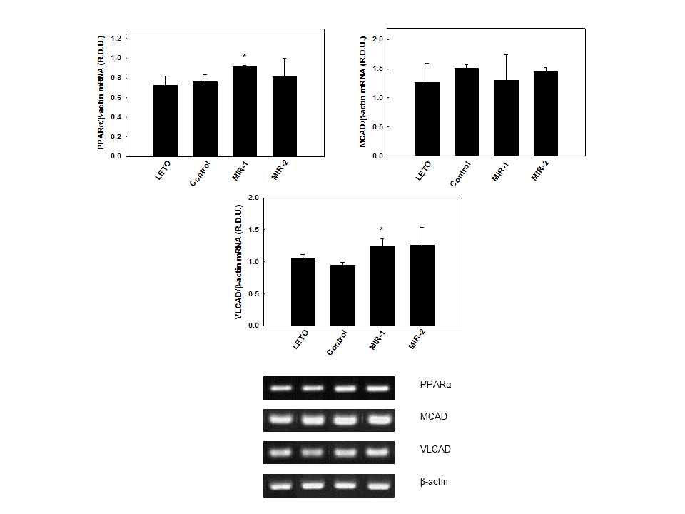 Effects of MIR on mRNA levels of genes involved in skeletal muscle fatty acid oxidation in OLETF rats