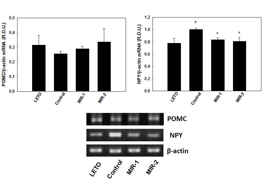 Effects of MIR on POMC and NPY mRNA levels in hypothalamus of OLETF rats