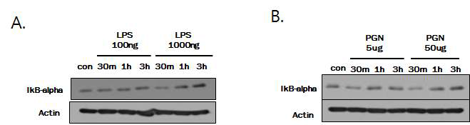 HaCaT 세포주에서 PGN 및 LPS의 시간에 따른 IkBa 발현량 변화