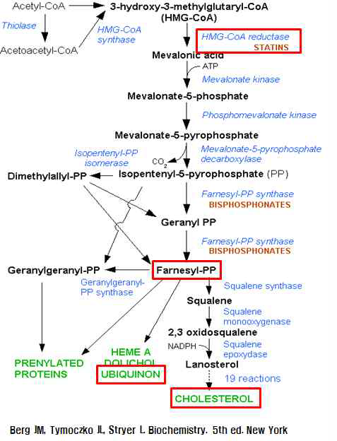 콜레스테롤, 유비퀴논(CoQ) 생성기전