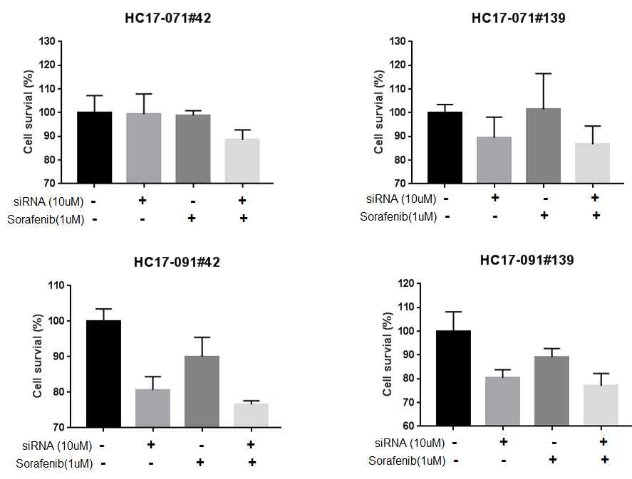 HCC-PDC를 이용하여 SAMiRNA-STAT3 과 sorafenib 병용투여 약물반응성 확인