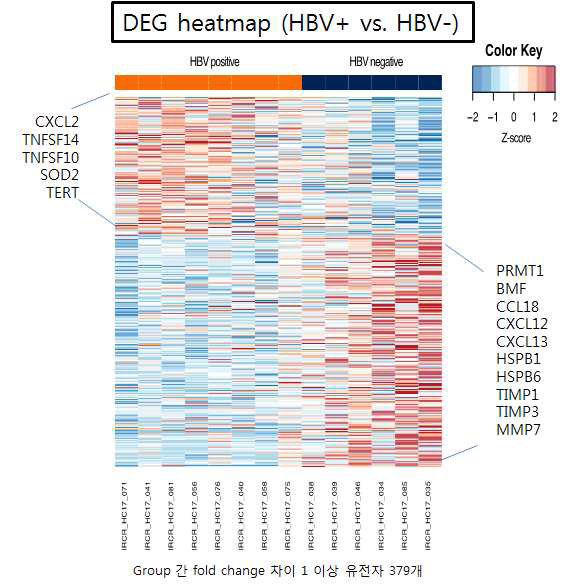 DEG heatmap HBV+ vs. HBV-