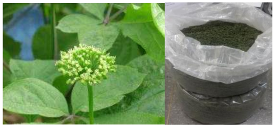 Figure of Ginseng Flower buds