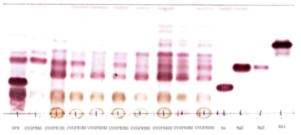 TLC chromatogram of ginsenosides in the butanol fraction of ginseng flower buds processed with ultrasonication and vinegar over time.