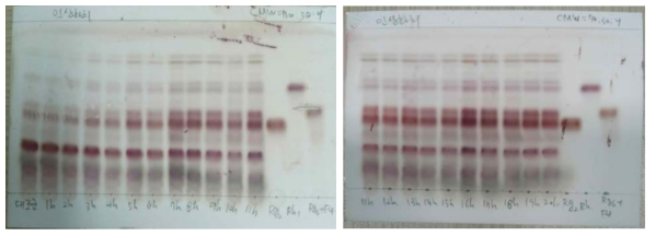 TLC chromatogram of ginsenosides in the ginseng flower buds extracts processed with ultrasonication (UGFB)