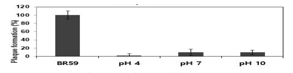 pH에 따른 SD3의 BR59 저해 활성 plaque assay