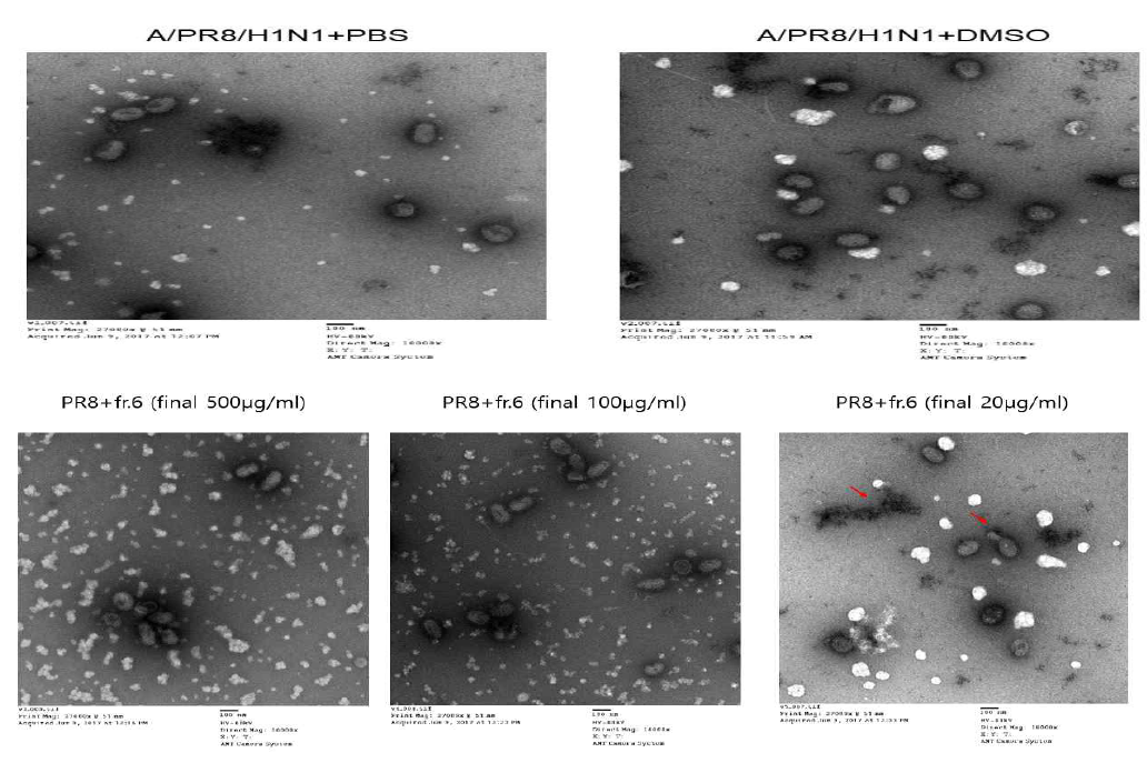 PR8 바이러스 (위) 및 Fr. 6 (20-500 μg/ml)+PR8 (아래)의 TEM image