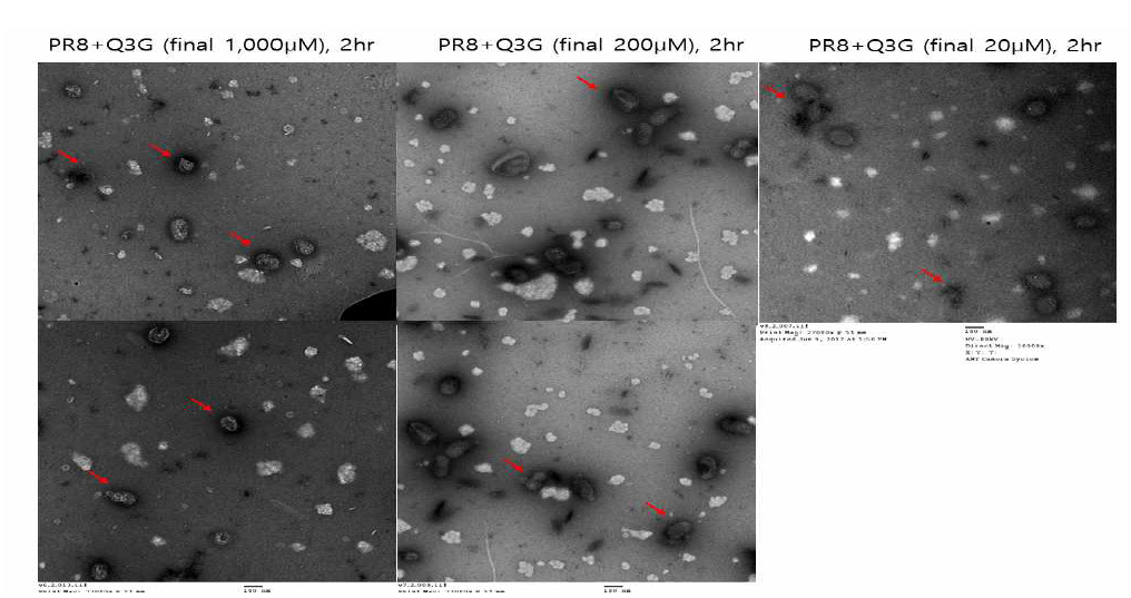 Quercetin-3-glucoside(Q3G)의 PR8 바이러스에 미치는 영향 TEM image