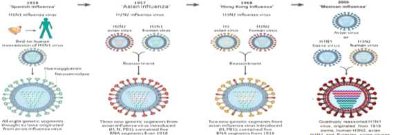 인플루엔자 바이러스의 재배열에 따른 pandemic 대유행 바이러스의 출현