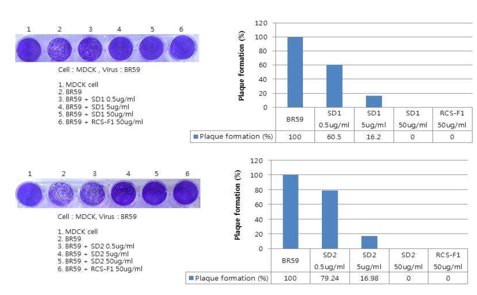 주관기관에서 대량으로 제조한 복분자 씨추출물 (SD1)과 복분자 씨+과피 추출물(SD2)의 인플루엔자 바이러스 저해활성을 RCS-F1과 비교