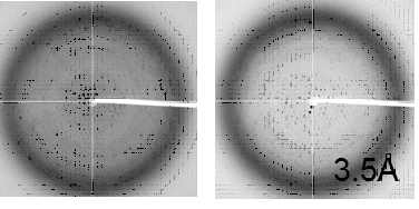 HA 단백질의 X-ray diffraction images