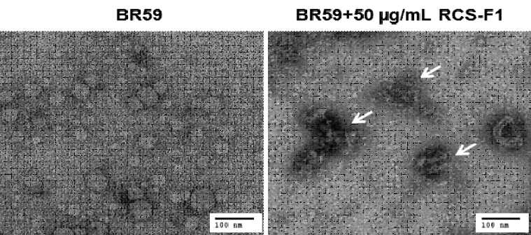 Influenza virus BR59에 RCS-F1 무첨가(왼쪽) 및 첨가군(오른쪽)의 TEM image