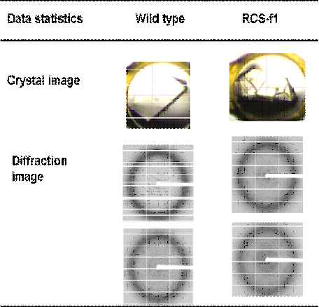 재조합 HA-RCSF1 결정 및 diffraction image