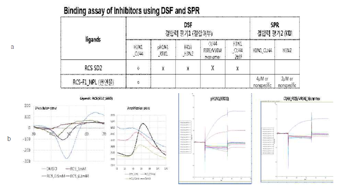DSF 및 SPR 결합도 측정