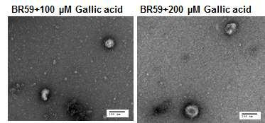 Gallic acid의 농도에 따른 바이러스 particle에 대한 영향 TEM image
