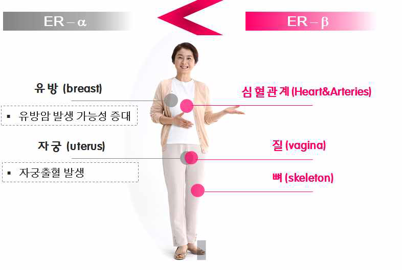 에스트로겐 수용체 알파와 베타의 부위별 작용기전 차이점