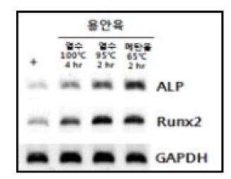 MC3T3-E1 세포주에서 용안육 열수/메탄올 추출물에 의한 조골세포 분화 표지 유전자 발현 조절(RT-PCR)