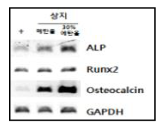 MC3T3-E1 세포주에서 상지 30 % 에탄올/메탄올 추출물에 의한 조골세포 분화 표지 유전자 발현 조절(RT-PCR)