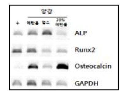MC3T3-E1 세포주에서 양강 열수/30 % 에탄올/메탄올 추출물에 의한 조골세포 분화 표지 유전자 발현 조절(RT-PCR)