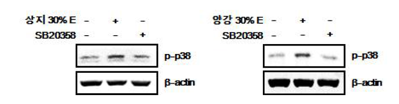 SB20358 (p38 inhibitor)의 상지, 양강 에탄올 추출물에 의한 p38 인산화 효과 관찰