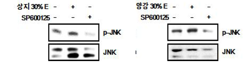 SP600125 (JNK inhibitor)의 상지, 양강 에탄올 추출물에 의한 JNK 인산화 효과 관찰