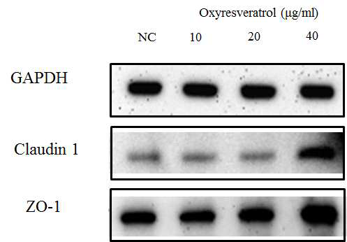 Oxyresveratrol의 tight junction 관련 단백질 (Claudin 1, ZO-1)의 발현량 변화.