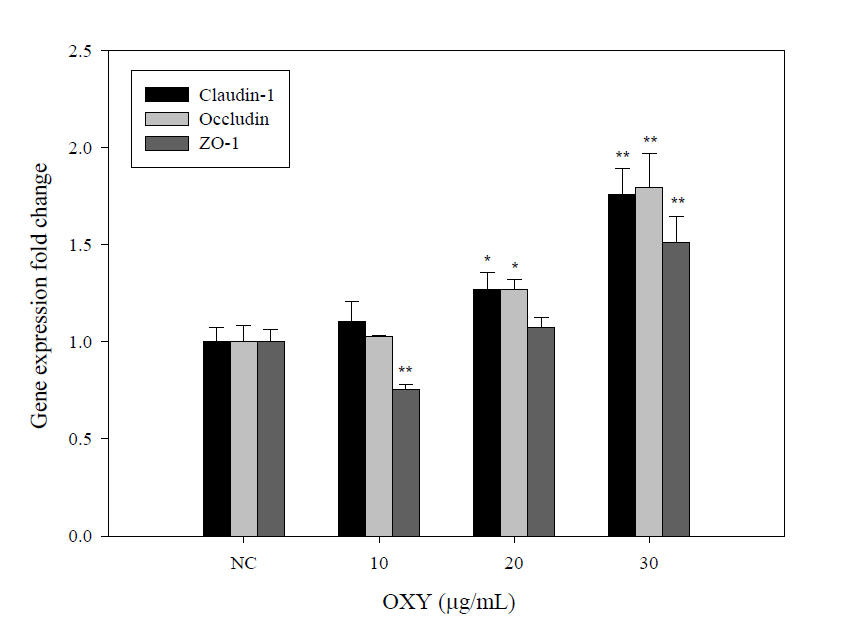 Oxyresveratrol의 tight junction 관련 유전자 (Claudin-1, Occludin, ZO-1)의 발현량 변화.