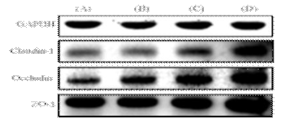 Oxyresveratrol의 tight junction 관련 단백질 (Claudin-1, Occludin, ZO-1)의 발현량 변화.