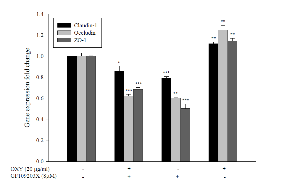 PKC inhibitor(GF109203X)에 의한 세포간극(tight junction)관련 유전자 발현량 변화.