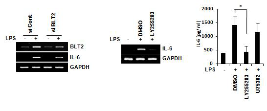 BLT2에 의해 조절되는 IL-6의 발현.