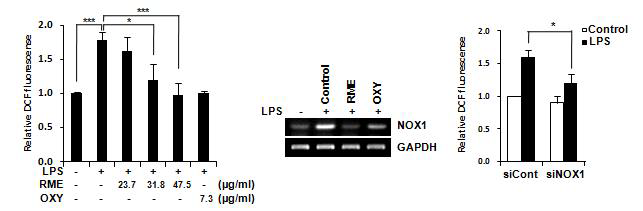 LPS로 유도되는 NOX1에 의한 ROS가 RME에 의해 억제.
