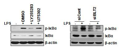 BLT2 억제에 의한 NF-κB 활성억제 확인.