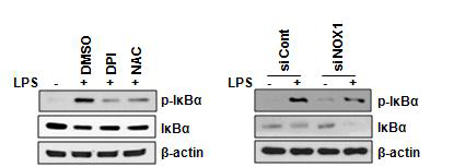 NOX1의 억제에 의한 NF-κB 활성 억제 확인.