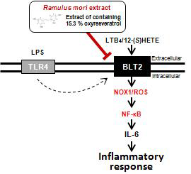 BLT2-NOX1-NF-κB에 의한 IL-6 사이토카인 분비 모식도.