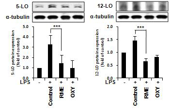 상지주정추출물의 5-LO, 12-LO 억제 효과.