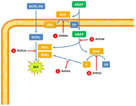 Cellular antioxidant activity assay 원리.