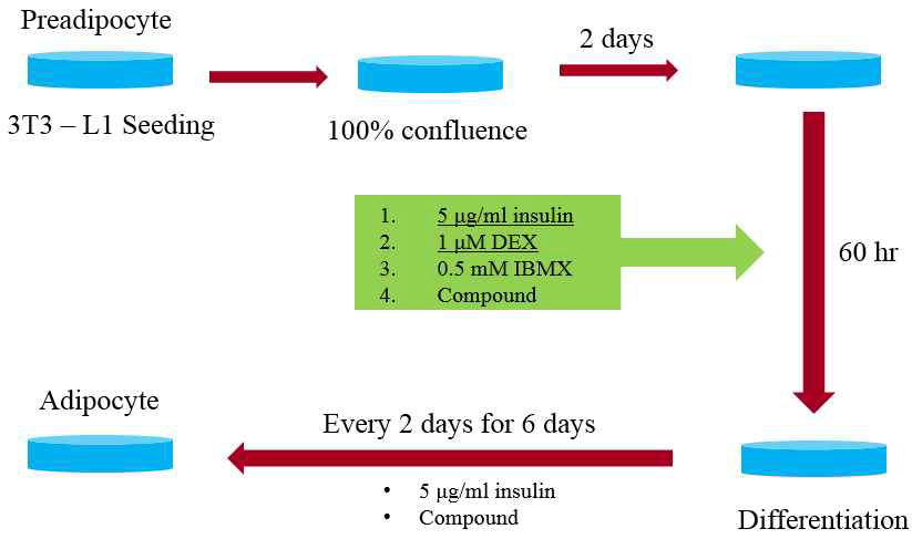 3T3-L1 분화유도 과정.