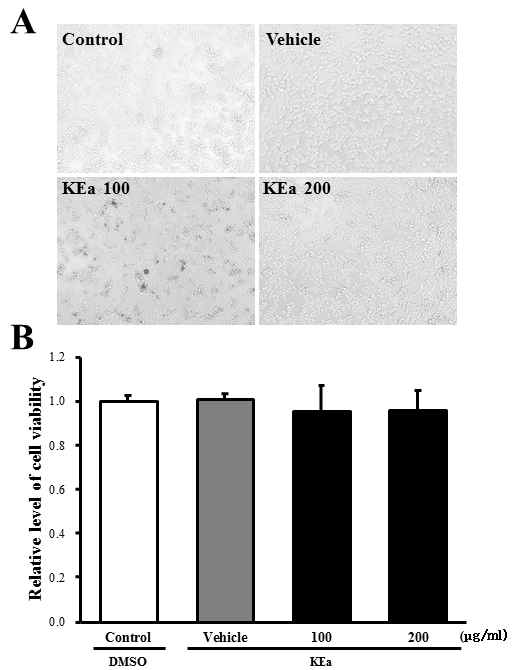 Effects of extraction of A. cochinchinensis (KEa) on cytotoxicity in RAW264.7 cells.