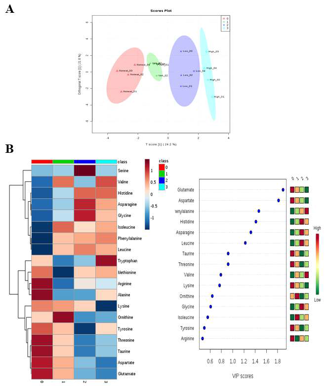 (A) Metabolomics pattern recognition using PCA and OPLS-DA. (B) Heat map and VIP scores.