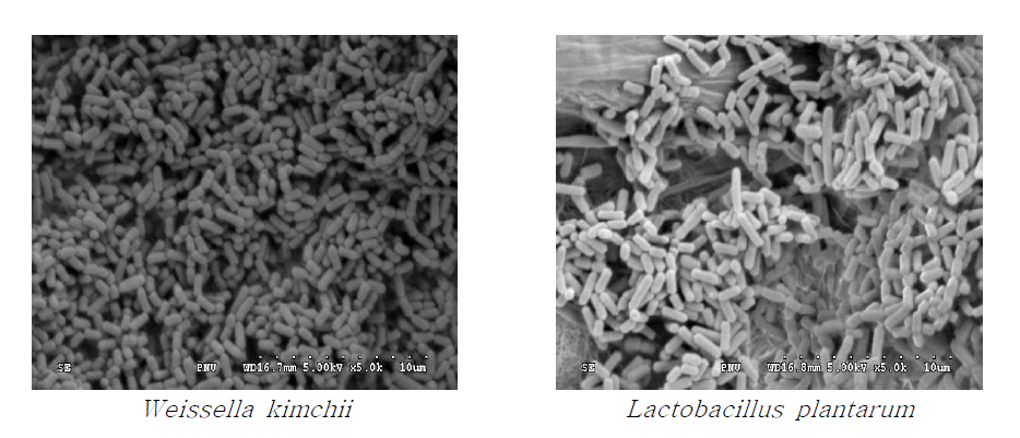 Electron scanning microscope of strain Weissella kimchii and Lactobacillus plantarum